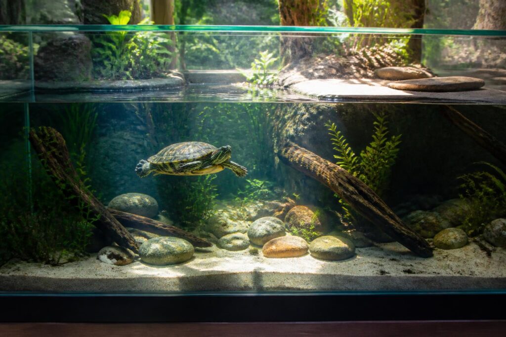 découvrez comment choisir la taille idéale d'un aquarium pour tortue afin d'assurer son confort et son bien-être optimal.