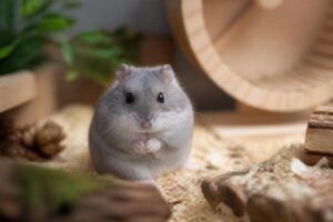 découvrez l'espérance de vie du hamster russe et apprenez comment prendre soin de votre petit compagnon pour qu'il vive longtemps et en bonne santé.