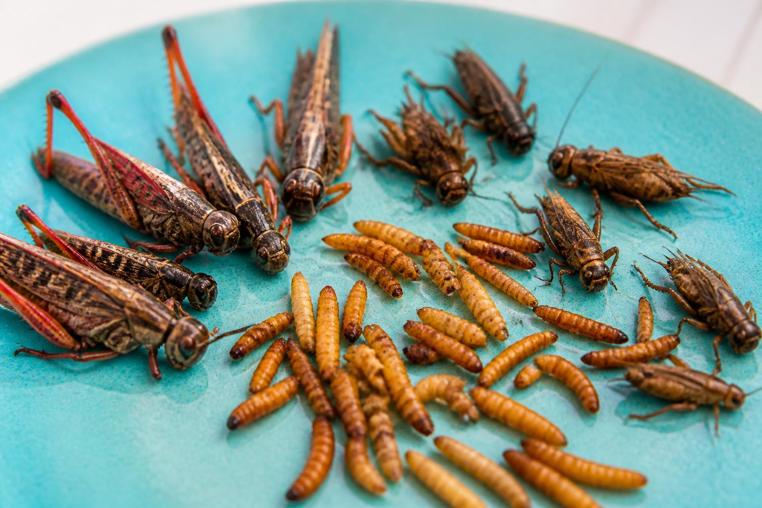 découvrez pourquoi les insectes comestibles séduisent de plus en plus nos assiettes, leurs bienfaits nutritionnels et leur impact écologique positif.