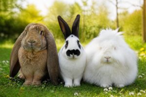 découvrez les races de lapins géants les plus impressionnantes à adopter, leurs caractéristiques, soins et conseils pour accueillir ce compagnon hors du commun chez vous.