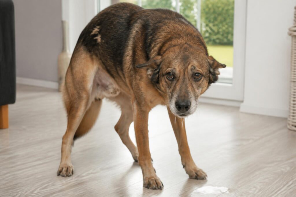 découvrez les symptômes à surveiller chez le chien pour détecter la maladie d'aujeszky et agir rapidement afin de protéger la santé de votre animal.