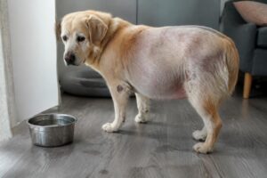 découvrez les signes avant-coureurs de la maladie de cushing chez le chien pour une détection précoce et un diagnostic rapide. informez-vous sur les symptômes à surveiller et les étapes à suivre.