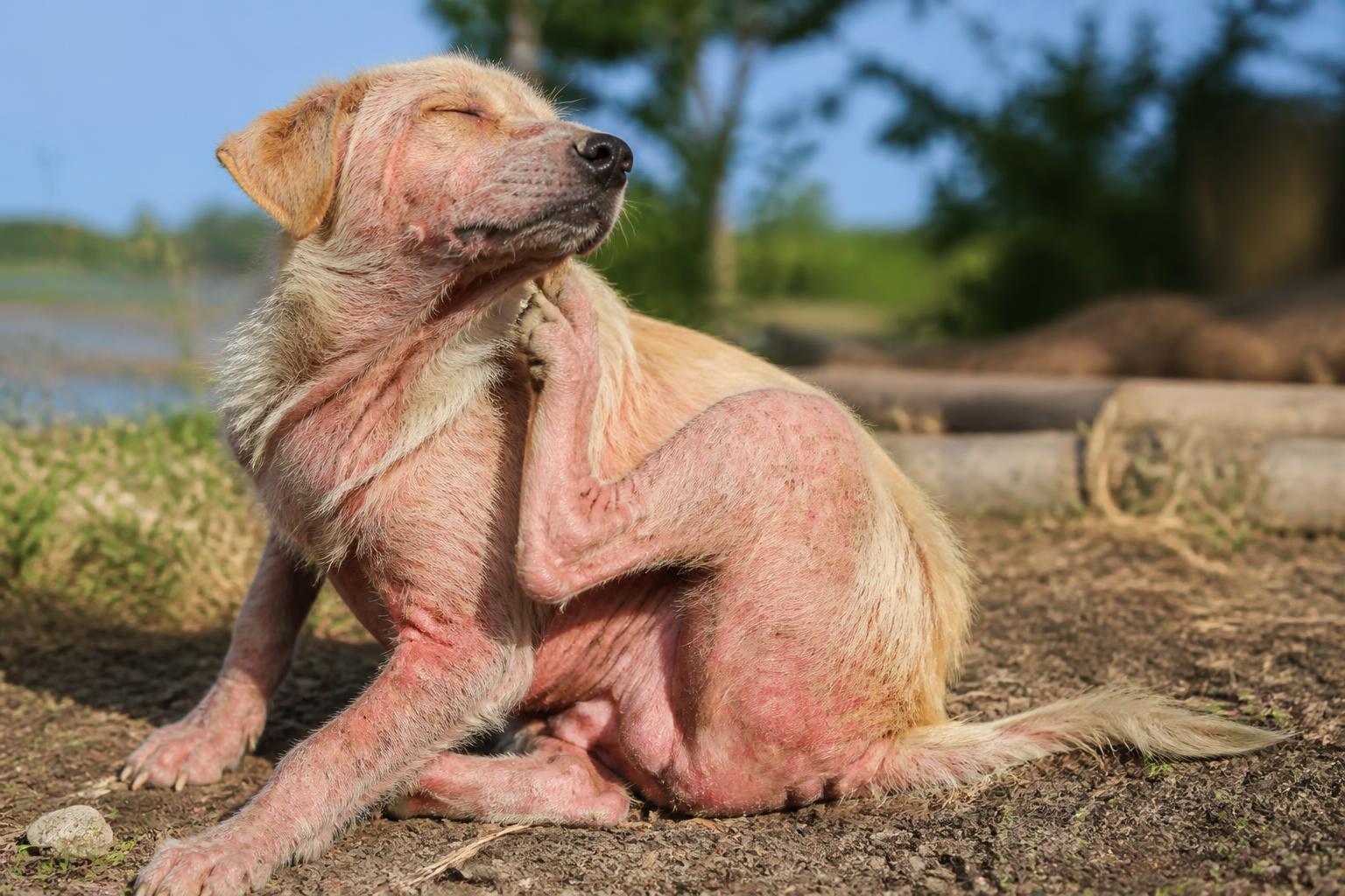découvrez comment reconnaître les symptômes de la gale chez le chien et les méthodes efficaces pour traiter cette maladie de peau afin d'assurer le bien-être de votre animal.