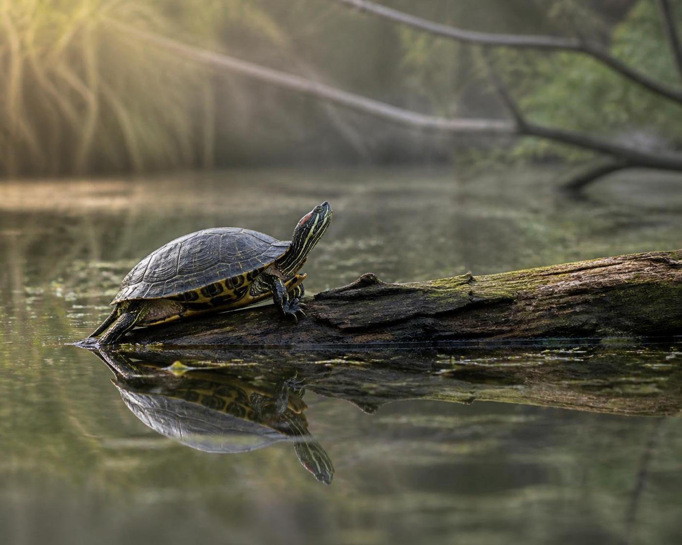 découvrez pourquoi l'introduction de la tortue de floride menace la faune locale et les écosystèmes, ainsi que les conséquences environnementales de sa prolifération.