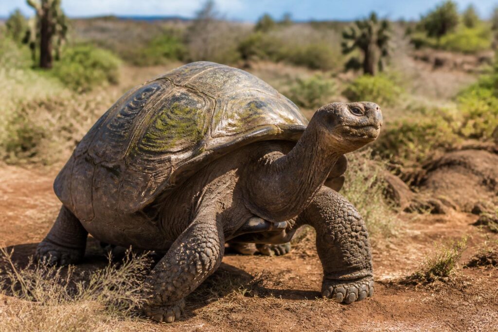 découvrez la tortue des galápagos, ce géant à carapace unique au monde, et explorez ses caractéristiques fascinantes qui en font une espèce emblématique et protégée.