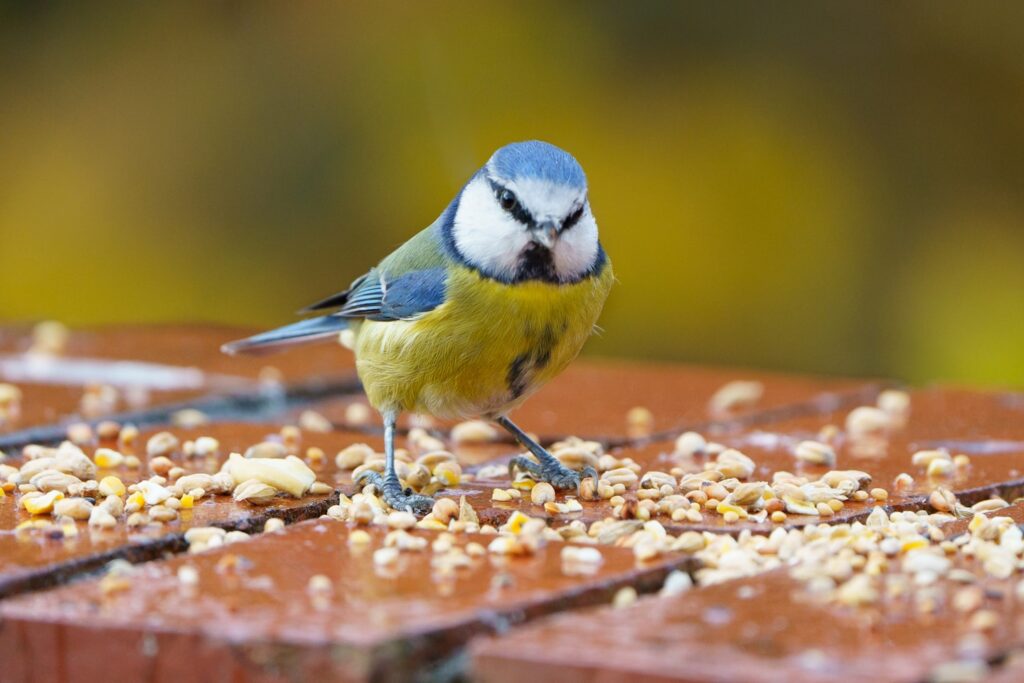 A blue tit eating seed on a brick wall