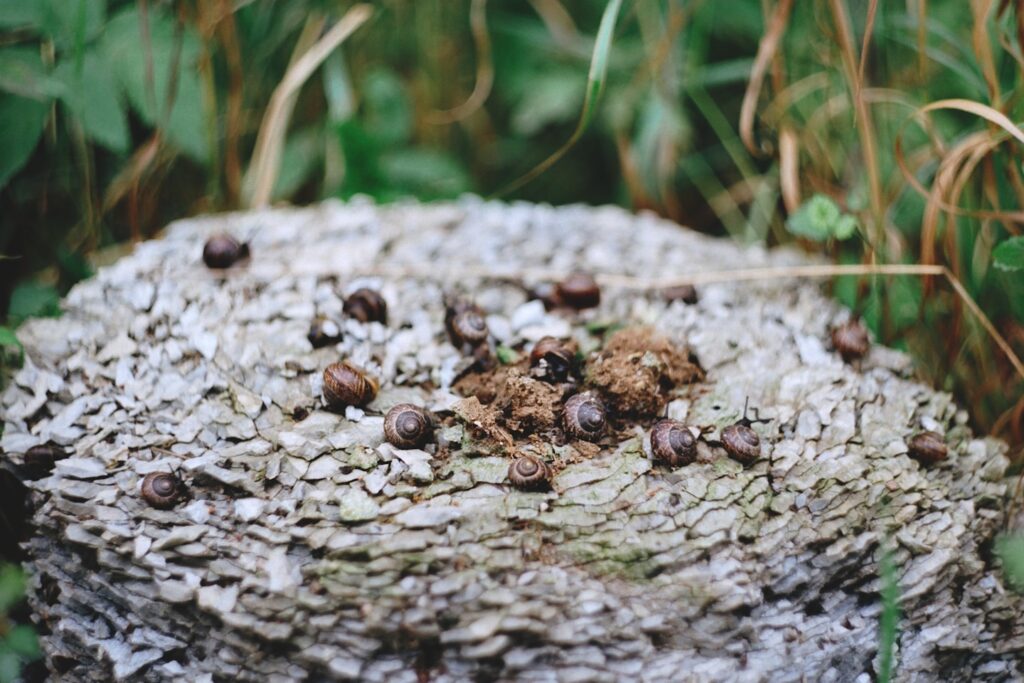 brown and black fruits on brown tree trunk