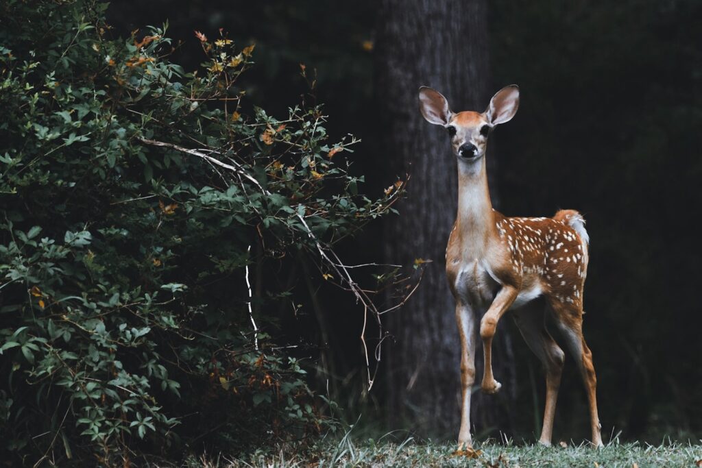 This image was taken near a lake in South East Texas in an area that is off limits for hunting.