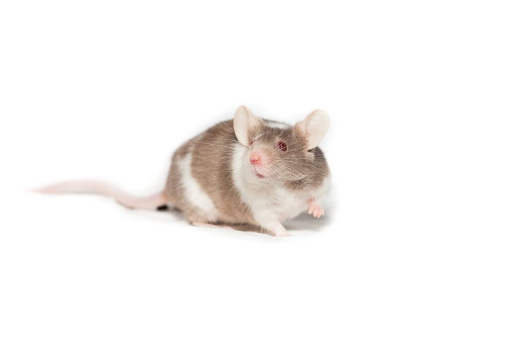 white and brown rabbit on white background
