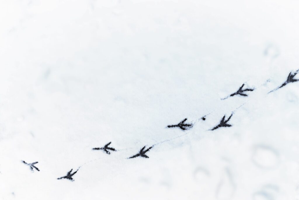 a flock of birds flying over a snow covered ground
