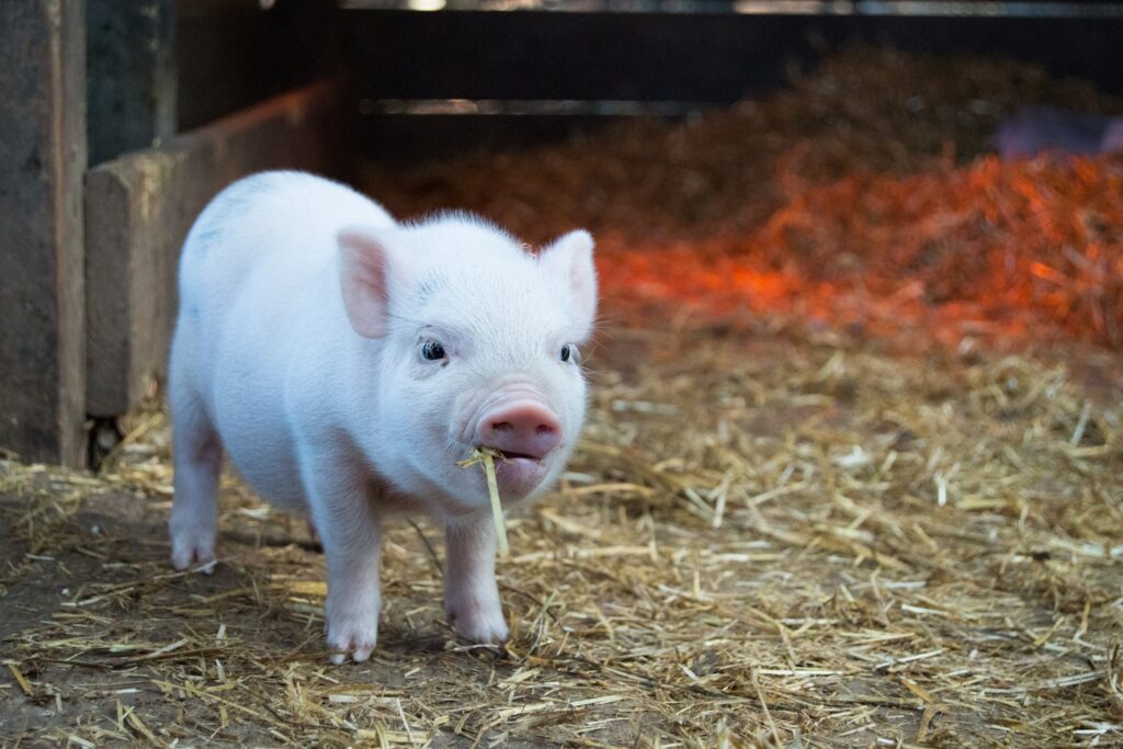 Taken at a farm in Serenbe, Ga.