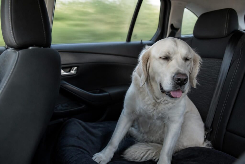 découvrez pourquoi certains chiens souffrent du mal des transports en voiture, les causes de ce phénomène et comment aider votre animal à voyager sereinement.