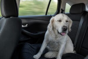 découvrez pourquoi certains chiens souffrent du mal des transports en voiture, les causes de ce phénomène et comment aider votre animal à voyager sereinement.