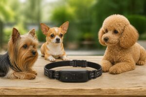 découvrez comment choisir le collier de dressage idéal pour votre petit chien et garantir un apprentissage efficace et sans stress.