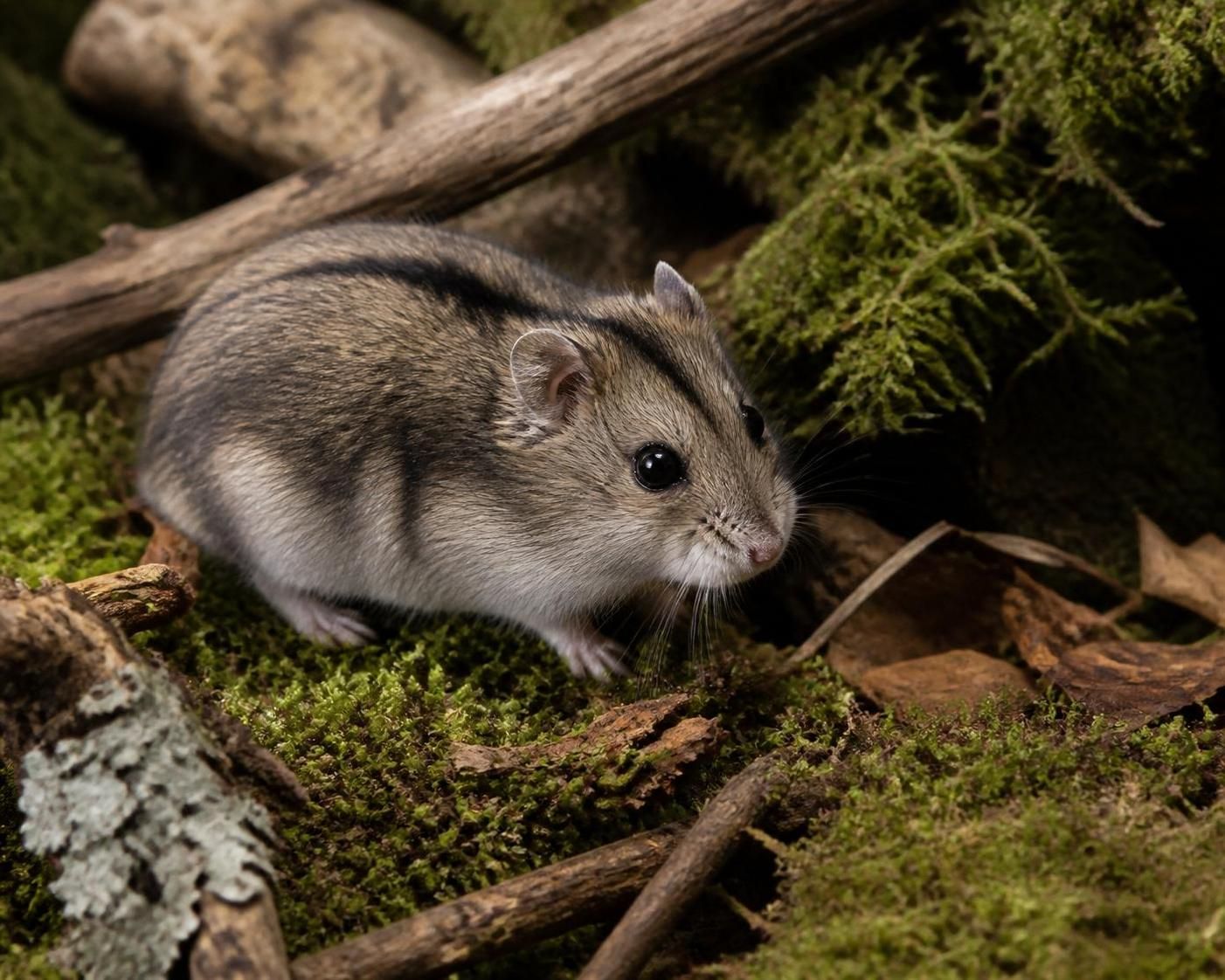 découvrez comment reconnaître le hamster chinois et apprenez à bien prendre soin de ce petit rongeur grâce à nos conseils pratiques et faciles à suivre.