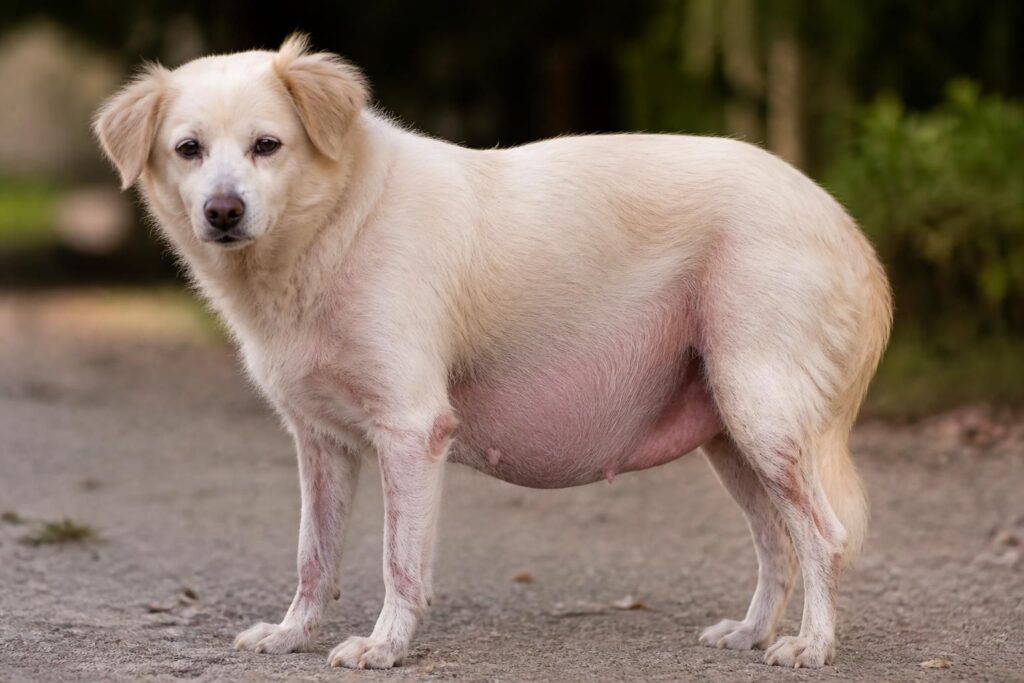 découvrez comment la maladie de cushing se manifeste chez le chien à travers des images révélant ses signes visibles, pour mieux comprendre et détecter cette affection.