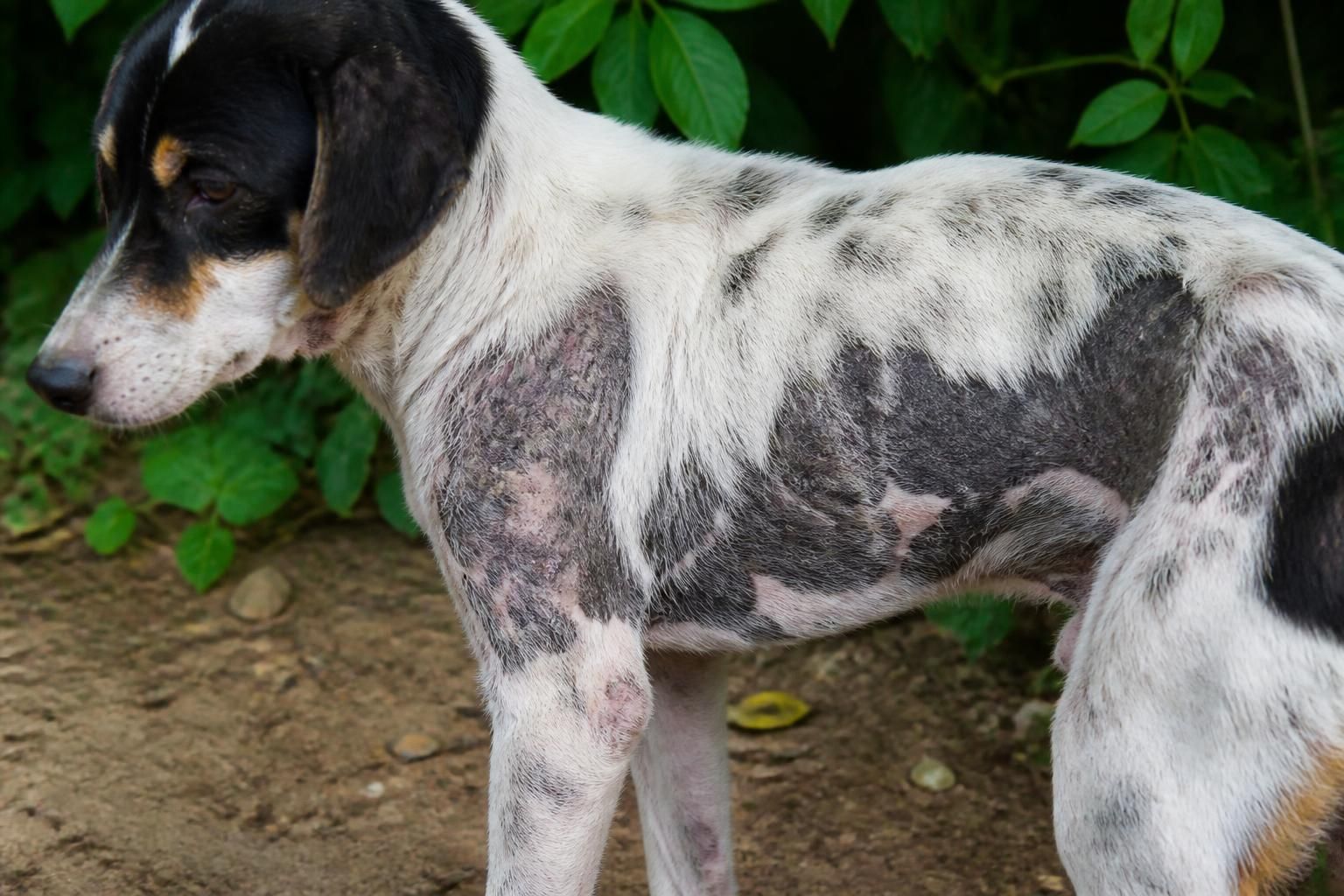 découvrez les causes des plaques noires sur la peau de votre chien, leurs implications et les solutions pour protéger la santé de votre animal.