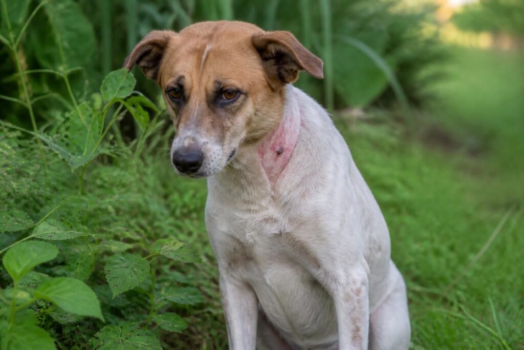 découvrez les symptômes de la maladie du tique chez le chien pour mieux protéger votre animal et agir rapidement en cas d'infection.