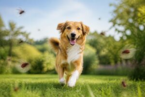 découvrez les bienfaits de simparica pour chien, un traitement efficace contre les parasites. protégez votre animal des puces, tiques et autres parasites grâce à ce médicament sûr et facile à administrer.