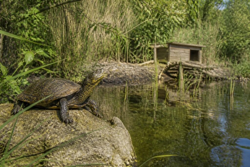découvrez les méthodes efficaces pour protéger la tortue cistude d'europe, une espèce menacée, et préserver son habitat naturel grâce à des actions de conservation adaptées.