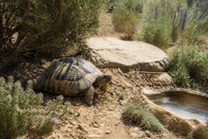 découvrez comment identifier et répondre aux besoins spécifiques de la tortue grecque pour garantir sa santé et sa longévité optimale.