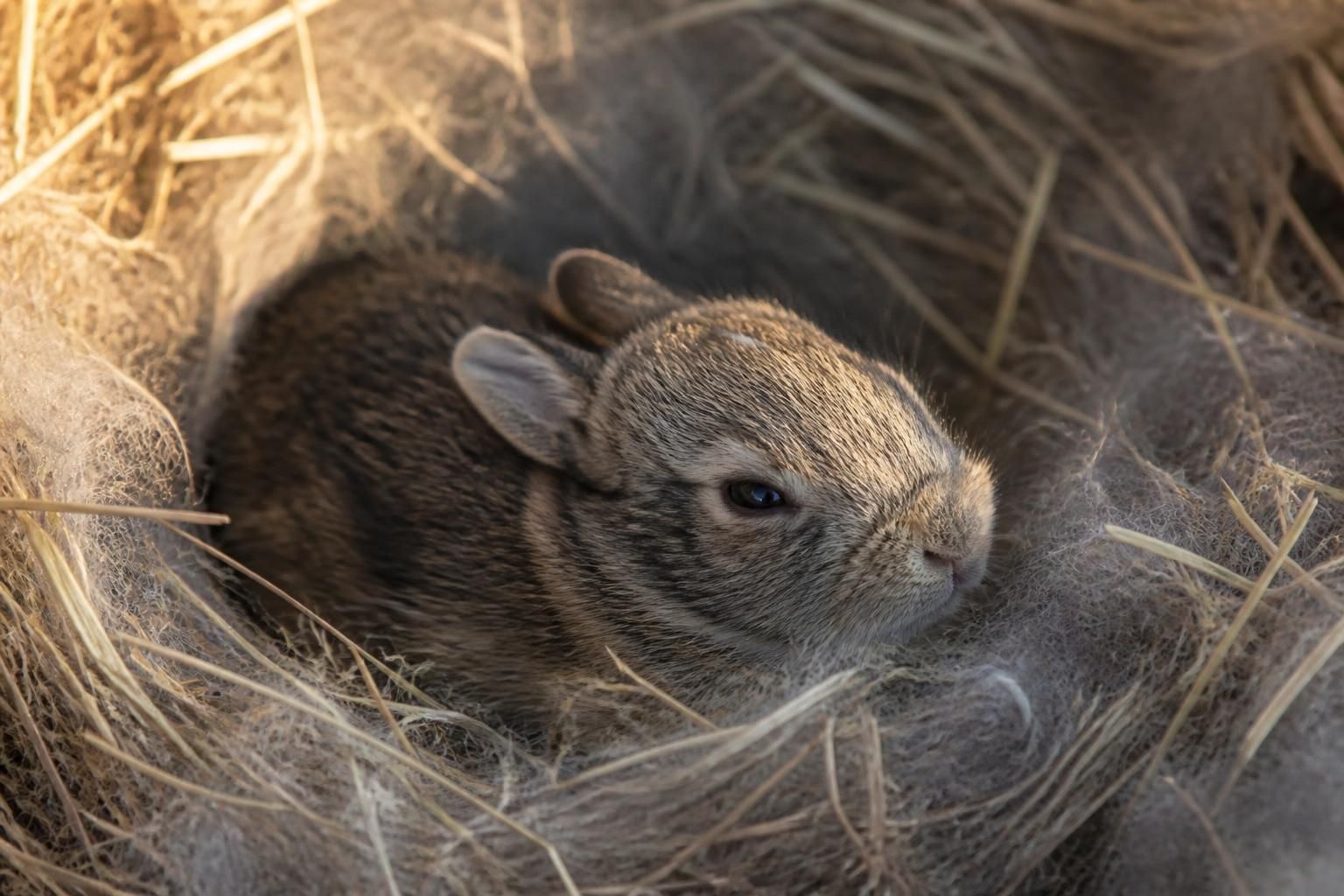 découvrez comment identifier les premiers signes de croissance chez votre bébé lapin pour mieux comprendre son développement et prendre soin de lui au quotidien.