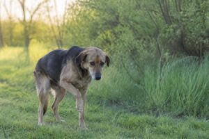 découvrez les symptômes de la maladie de lyme chez le chien pour mieux protéger votre animal et agir rapidement en cas d'infection.