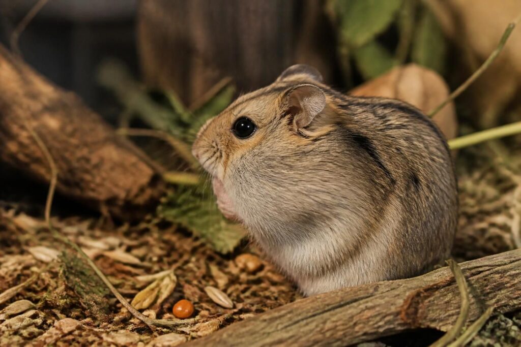 découvrez pourquoi les hamsters ont de grosses joues et comment ces réserves alimentaires jouent un rôle essentiel dans leur survie et leur comportement.