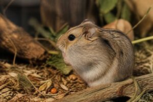découvrez pourquoi les hamsters ont de grosses joues et comment ces réserves alimentaires jouent un rôle essentiel dans leur survie et leur comportement.