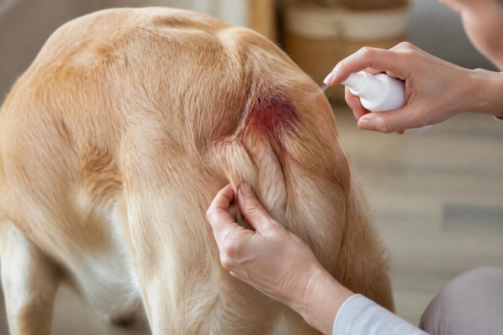 découvrez comment reconnaître et apaiser le hot spot chez le chien, une dermatite inflammatoire douloureuse. conseils pratiques pour soulager rapidement votre animal.