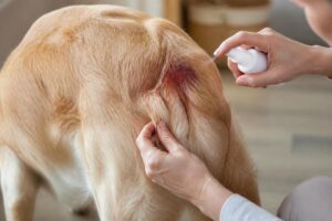 découvrez comment reconnaître et apaiser le hot spot chez le chien, une dermatite inflammatoire douloureuse. conseils pratiques pour soulager rapidement votre animal.