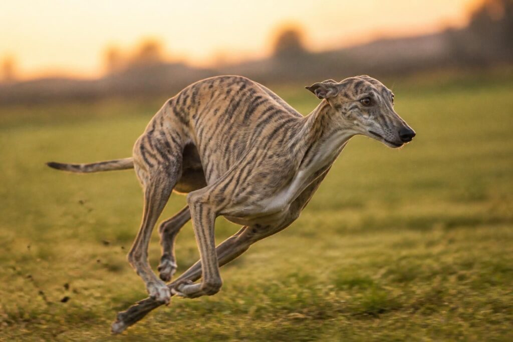 découvrez tout sur le lévrier espagnol : son caractère unique, sa taille élégante et sa vitesse impressionnante. guide complet pour mieux connaître cette race exceptionnelle.