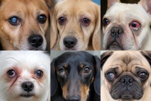 découvrez comment identifier les symptômes des maladies des yeux chez le chien grâce à des photos explicatives claires et des conseils pratiques pour prendre soin de la santé oculaire de votre animal.