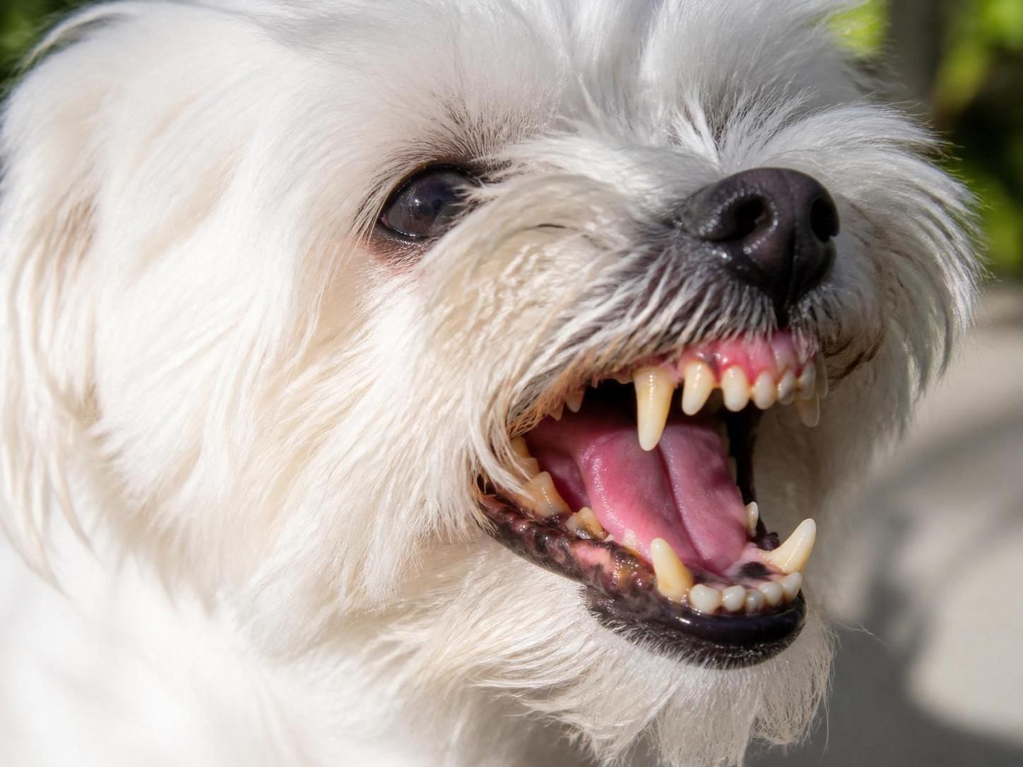 découvrez comment identifier les signes précoces de la maladie parodontale chez le chien pour prévenir la douleur et préserver sa santé bucco-dentaire.