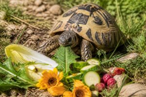 découvrez quels aliments privilégier pour assurer une alimentation saine et équilibrée à votre tortue hermann, afin de préserver sa santé et son bien-être.