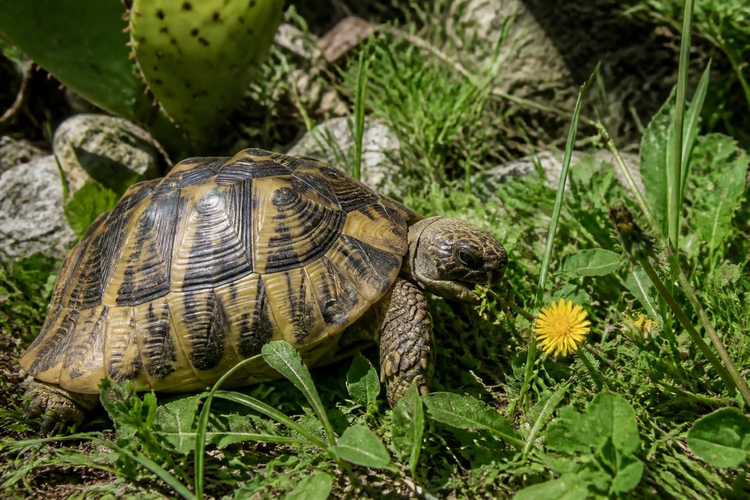 découvrez les aliments essentiels à privilégier pour garantir une alimentation saine et équilibrée à votre tortue hermann, afin de préserver sa santé et son bien-être.