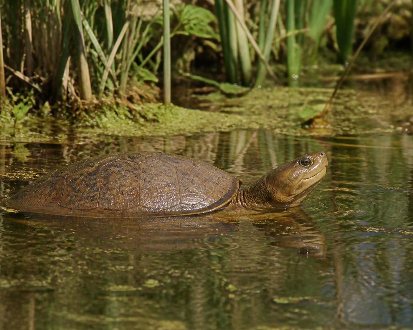 explorez les caractéristiques uniques de la tortue pelomedusa, une tortue d'eau douce atypique, et découvrez ses secrets fascinants dans notre guide complet.
