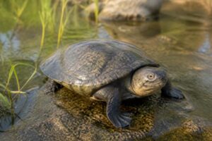 découvrez la tortu pelomedusa, une tortue d'eau douce atypique aux caractéristiques uniques. explorez son habitat, son mode de vie et ses particularités étonnantes.