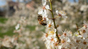 Apiculture : tout savoir sur l’élevage des abeilles et la vie en ruche