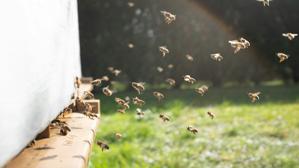 des abeilles rejoignent leur ruche au soleil