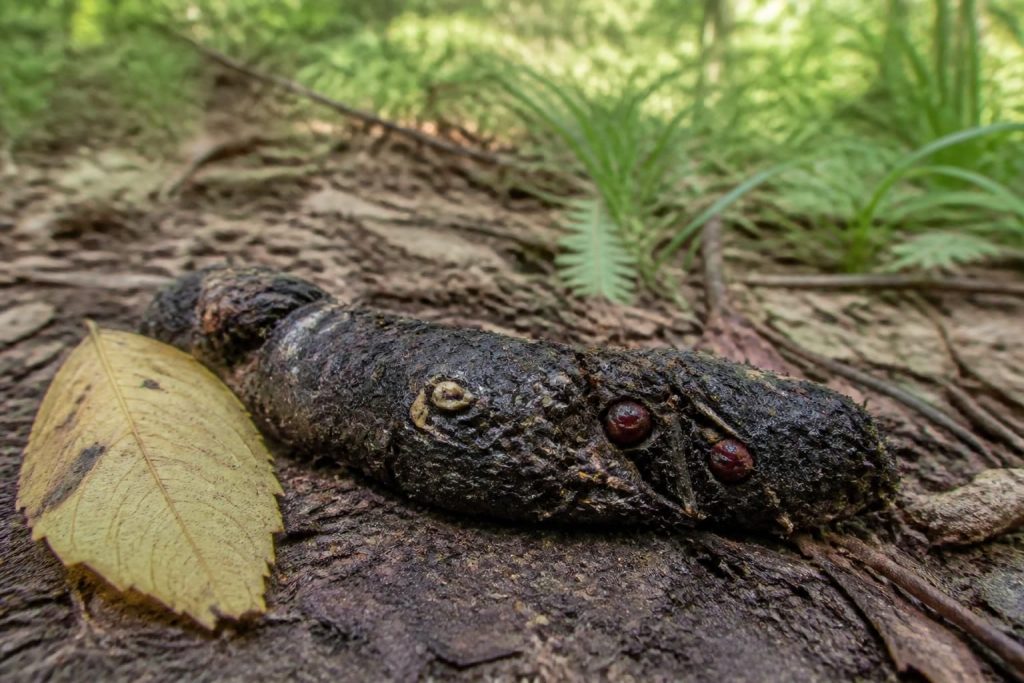 découvrez comment reconnaître une crotte de renard, sa taille caractéristique et ce qu'elle contient pour mieux comprendre cet animal sauvage.