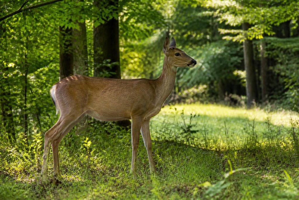 découvrez tout sur la femelle du chevreuil : son nom spécifique, sa taille, son poids et des explications détaillées pour mieux comprendre cet animal.