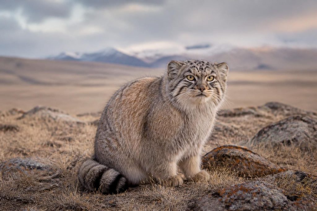 découvrez le manul pallas cat, un chat sauvage des steppes aux caractéristiques uniques et pleines de curiosités. explorez son habitat, son comportement et ses particularités fascinantes.